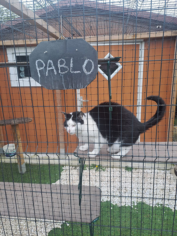 pension-feline-3